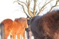 Winterweide 11-12 (174)